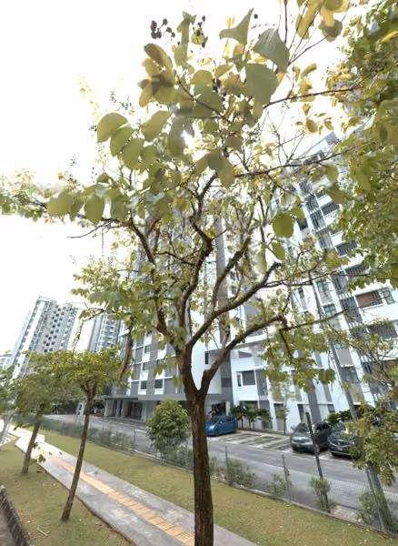 tree photo