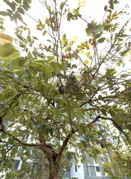 tree photo