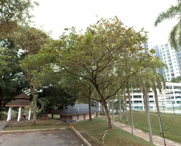 tree photo