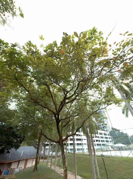 tree photo