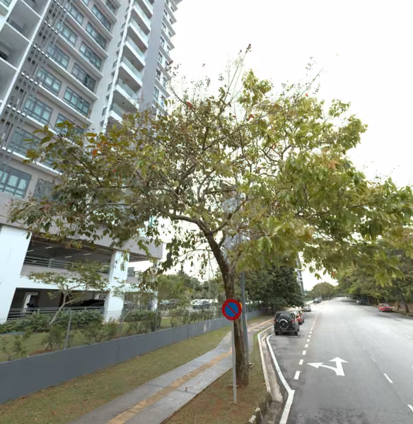 tree photo