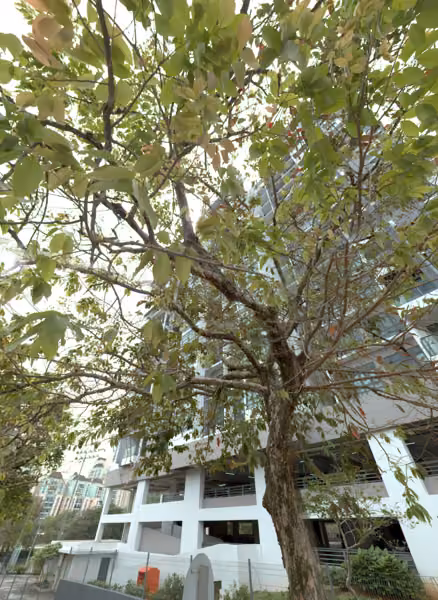 tree photo