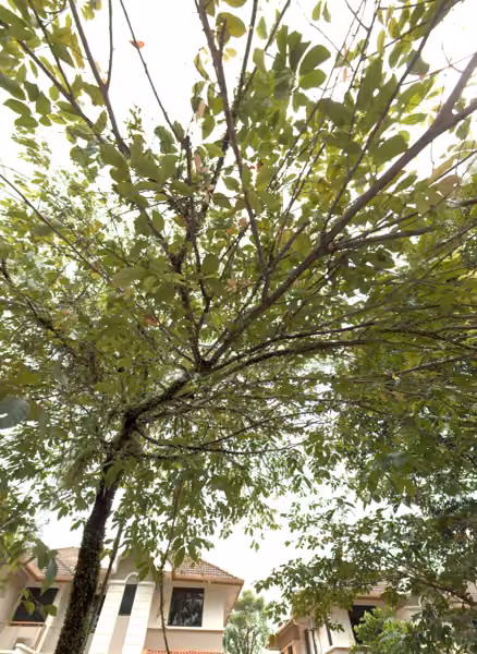 tree photo