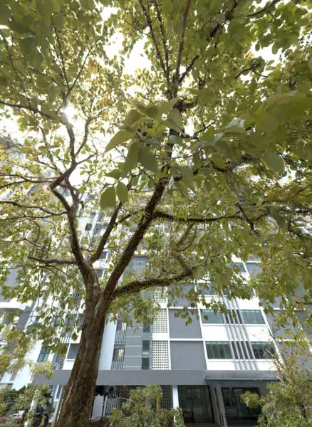 tree photo