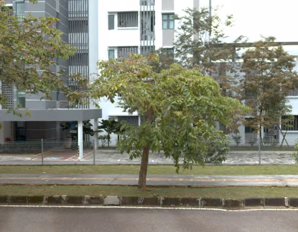 tree photo