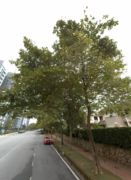 tree photo