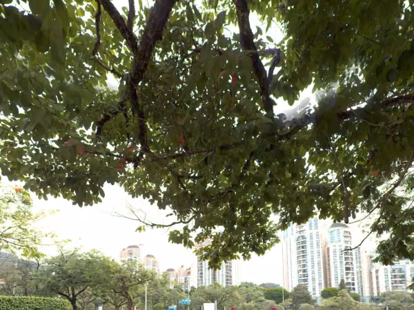 tree photo