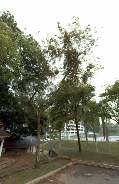 tree photo