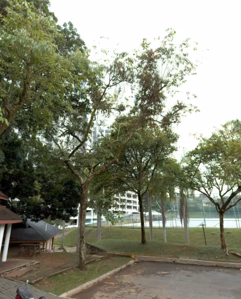 tree photo