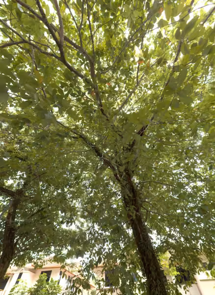 tree photo