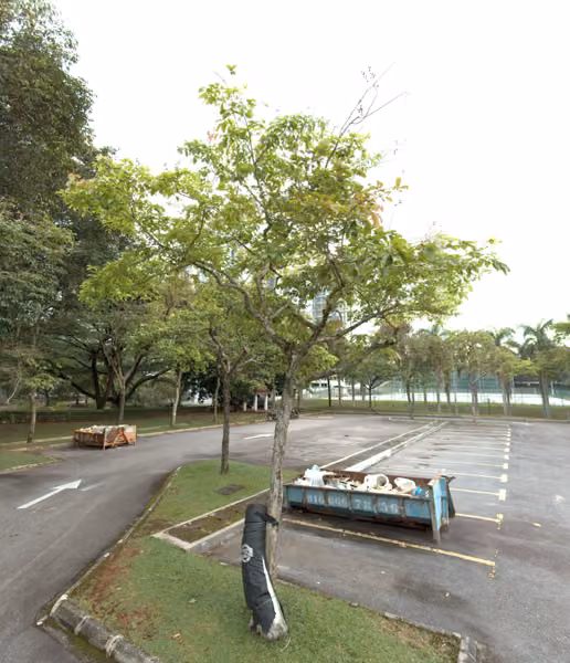 tree photo