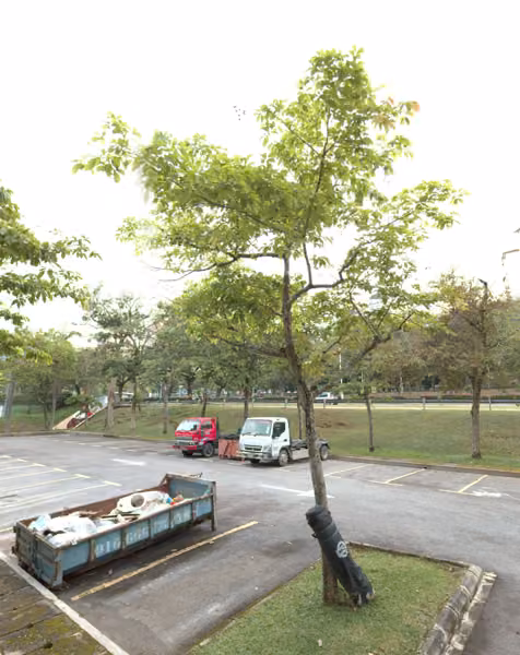 tree photo