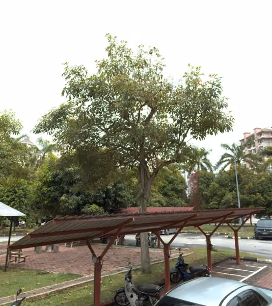 tree photo