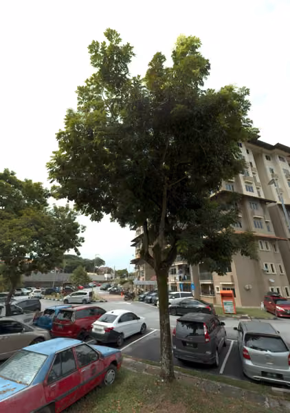 tree photo
