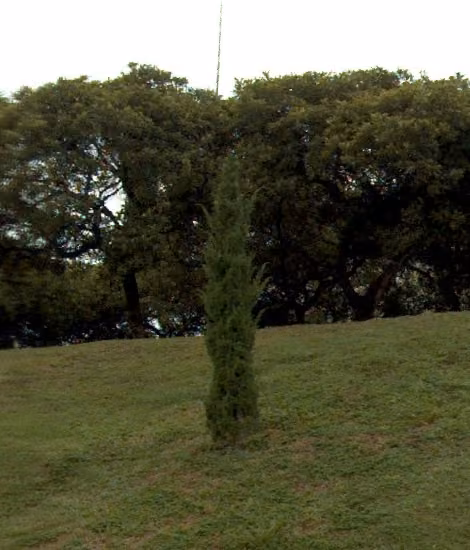 tree photo