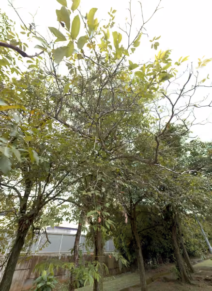 tree photo
