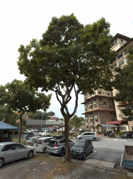 tree photo