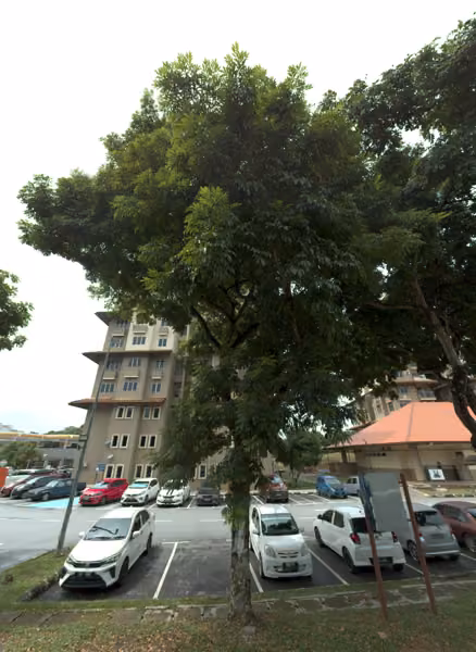 tree photo