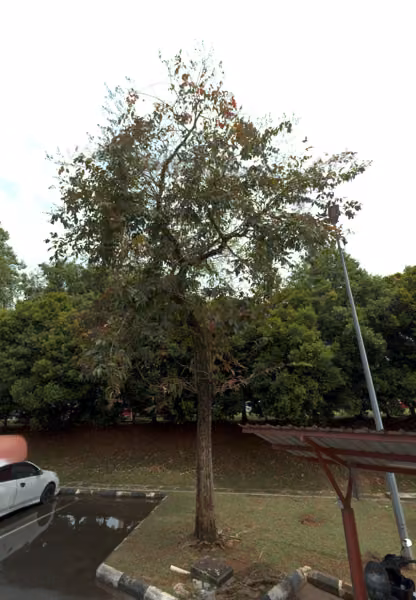 tree photo