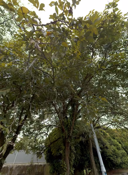 tree photo