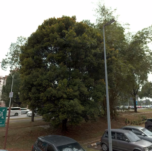 tree photo
