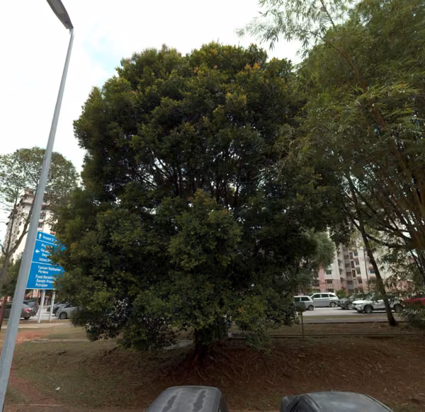 tree photo