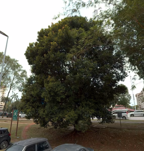 tree photo