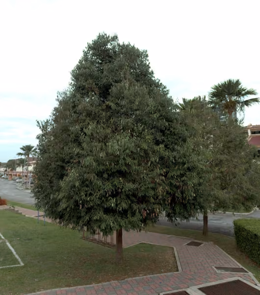 tree photo