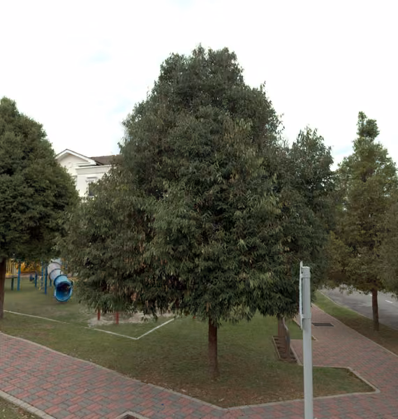 tree photo