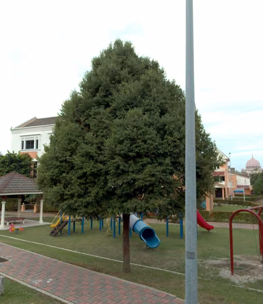 tree photo