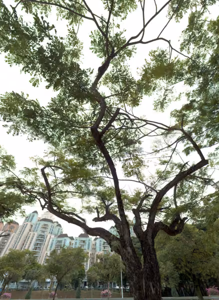 tree photo