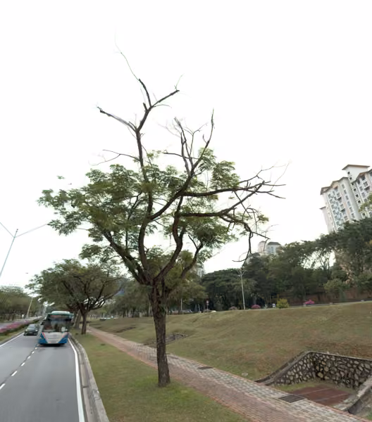 tree photo