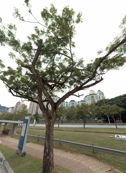tree photo