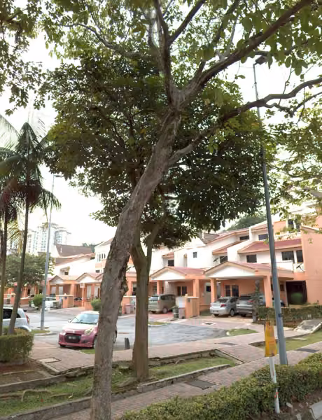 tree photo