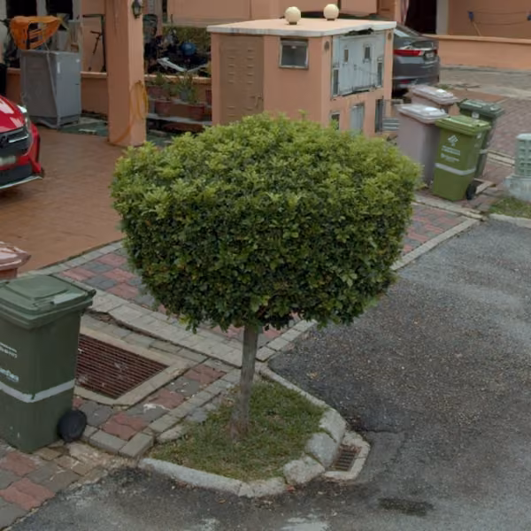 tree photo