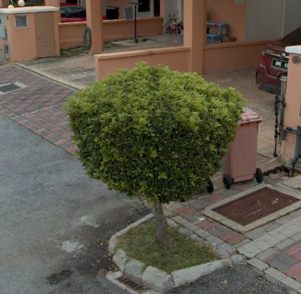 tree photo