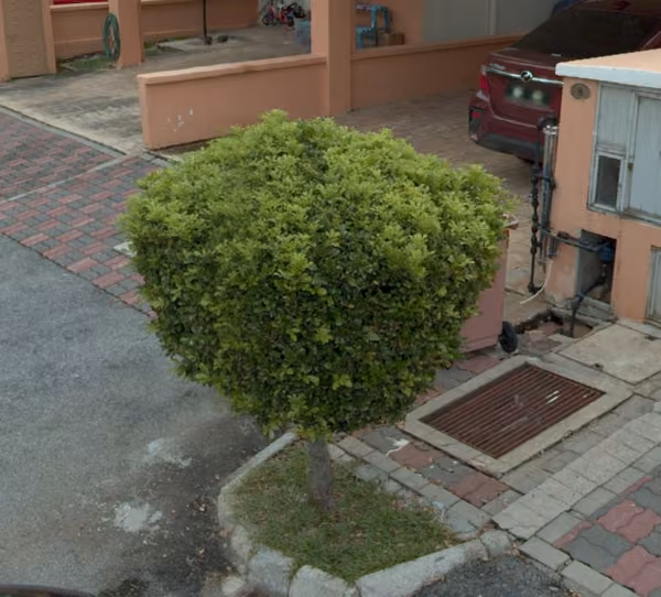 tree photo