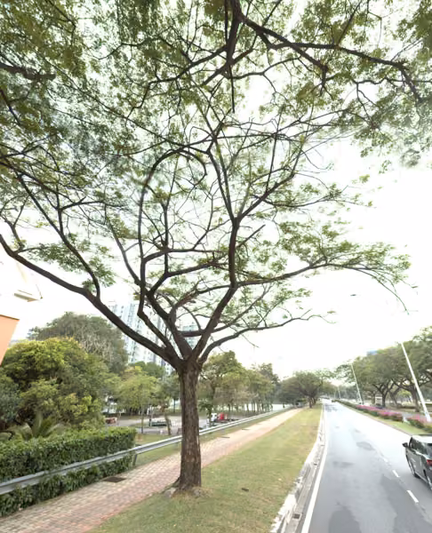 tree photo