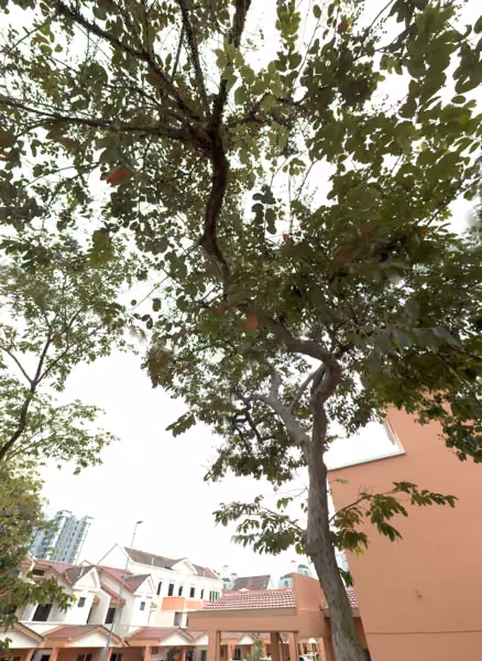 tree photo