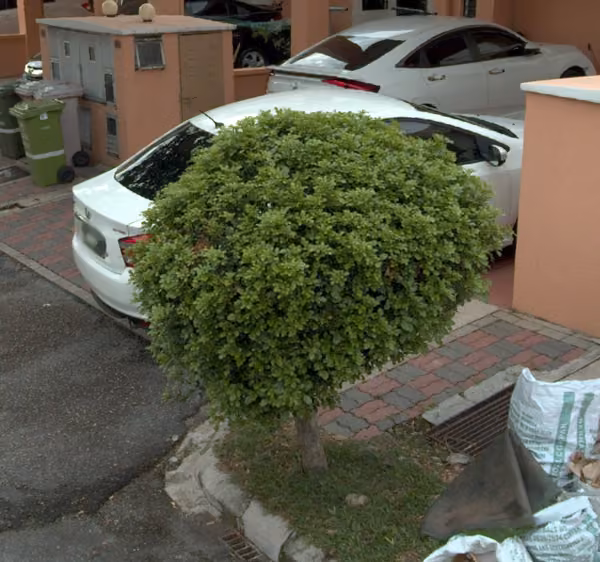 tree photo