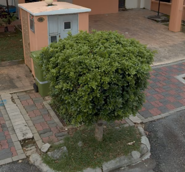 tree photo