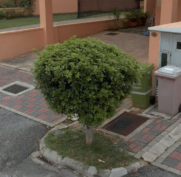 tree photo
