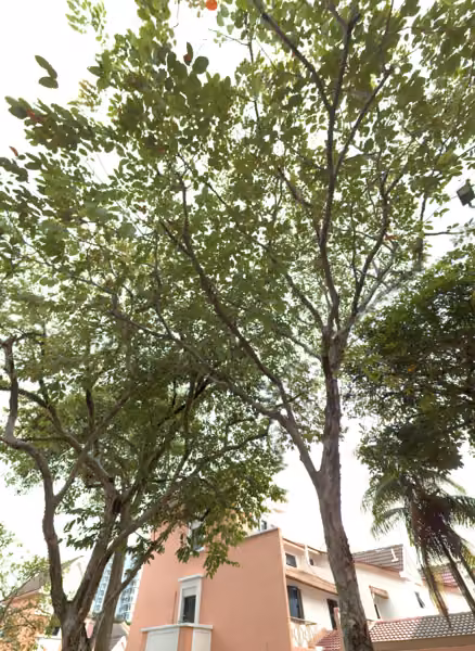 tree photo