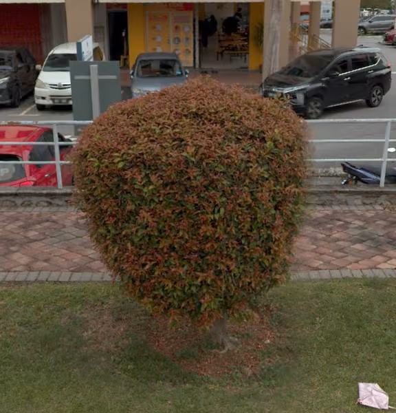 tree photo