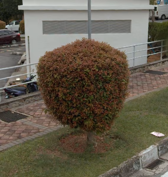 tree photo