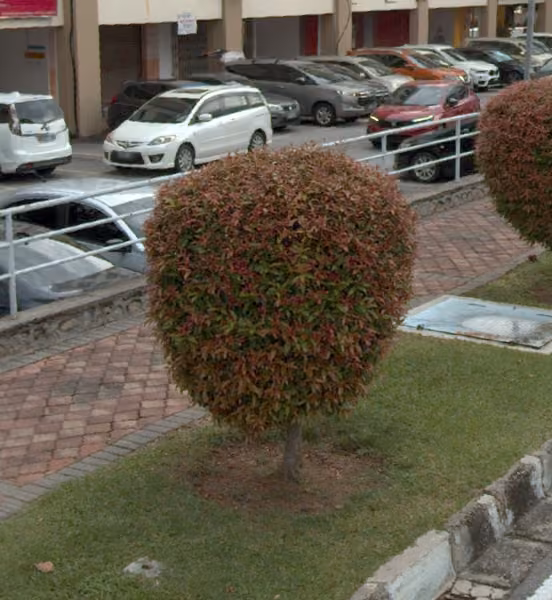 tree photo