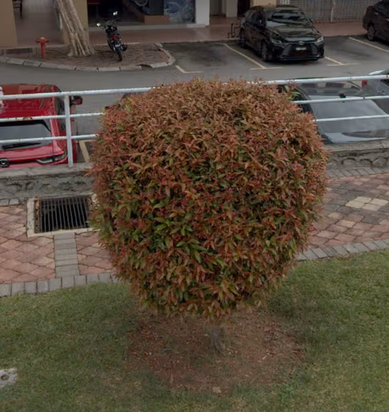 tree photo