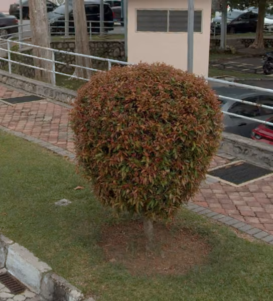 tree photo