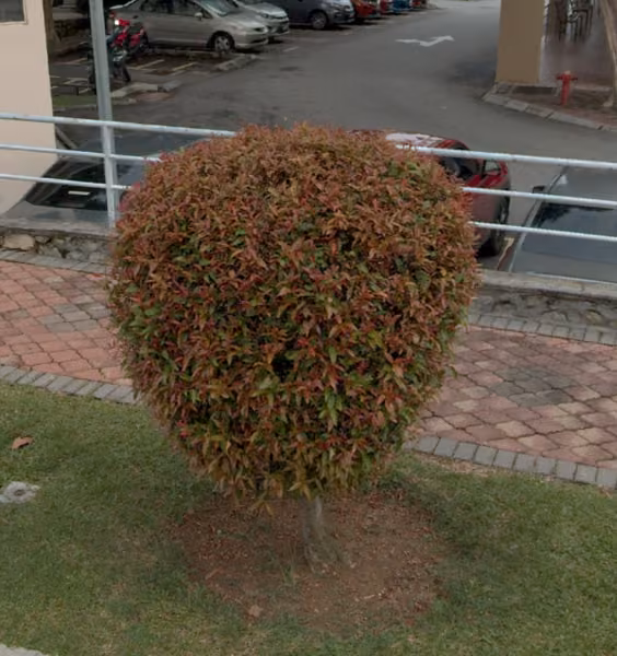 tree photo