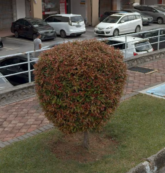 tree photo